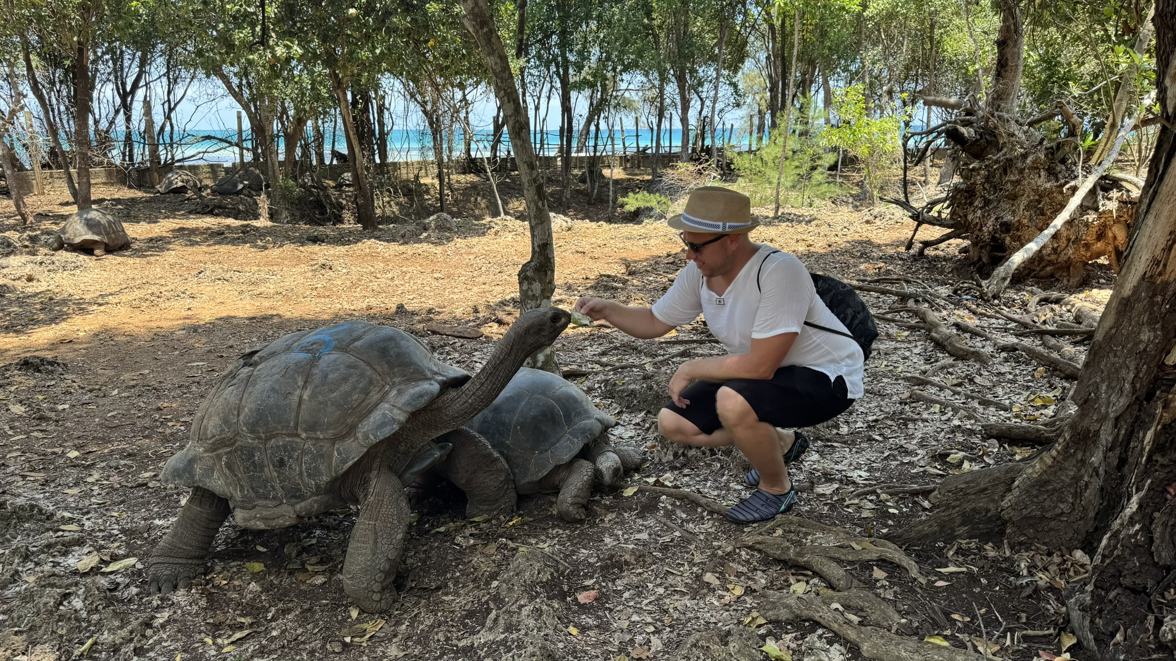 Prison Island Tortoises