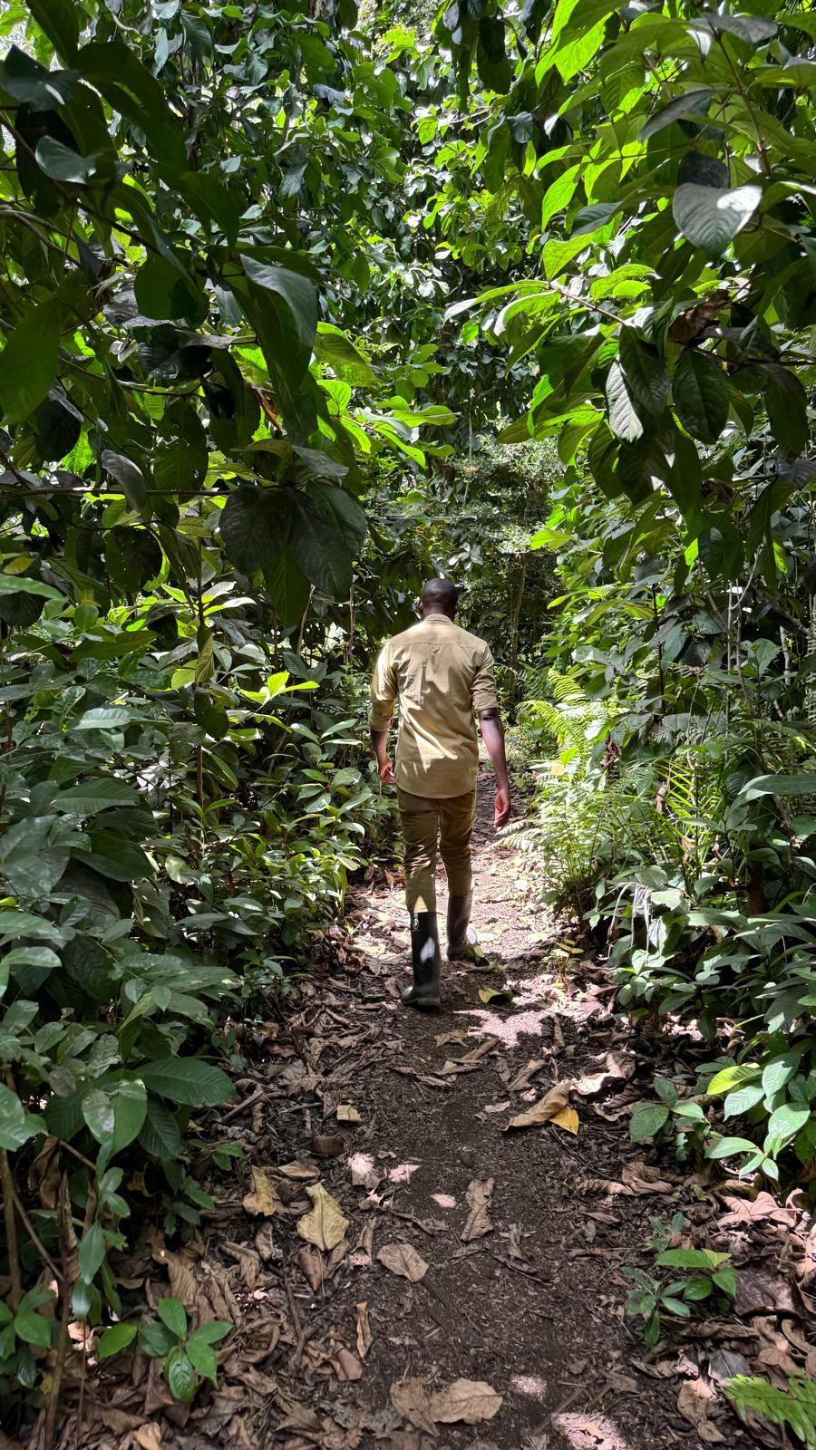 Jozani Forest Path