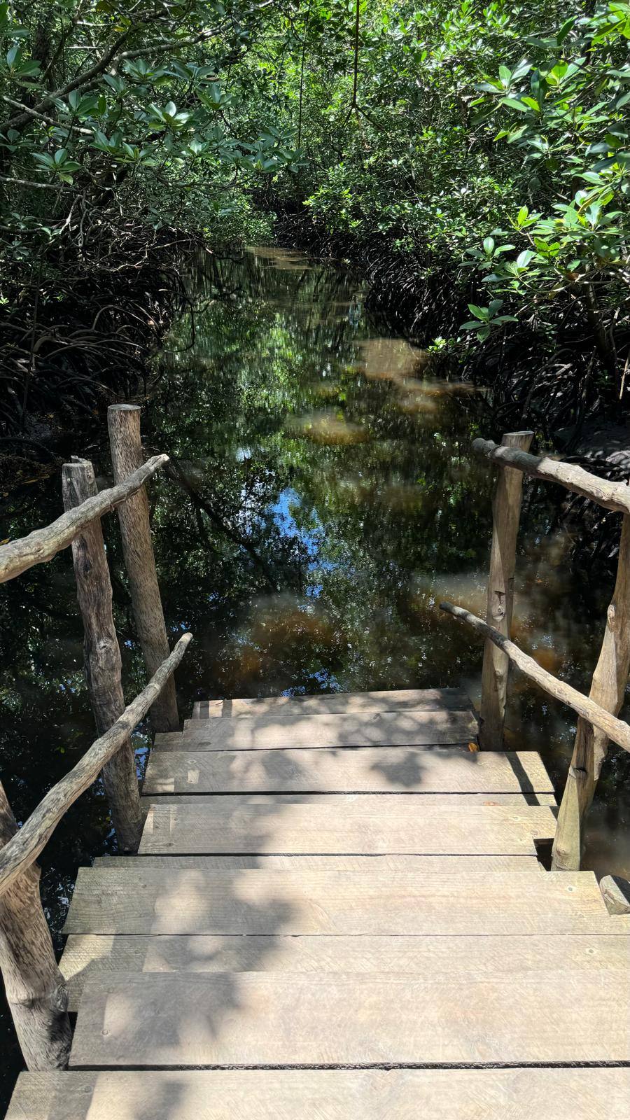 Jozani Mangroves