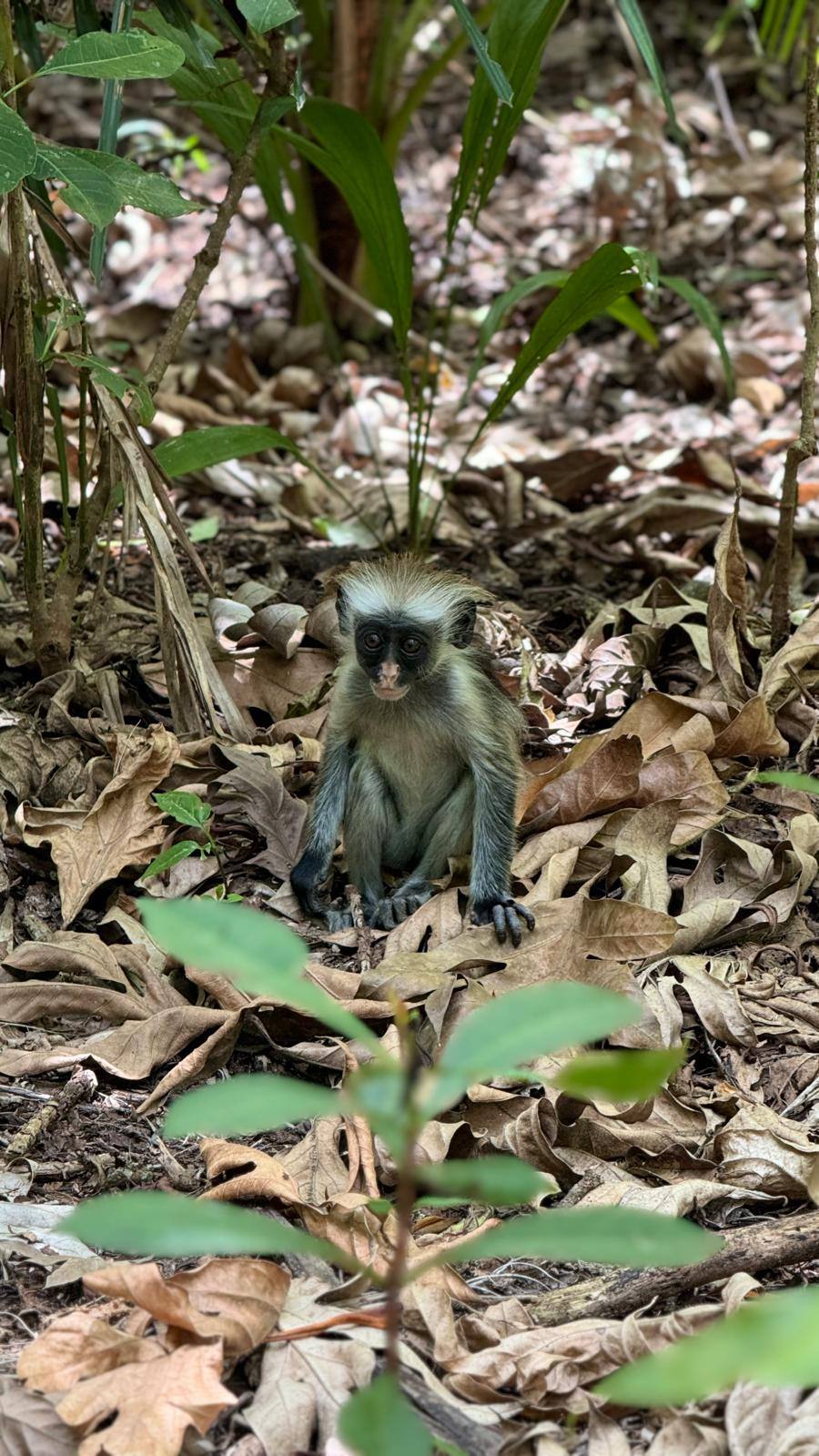 Jozani Baby Monkey