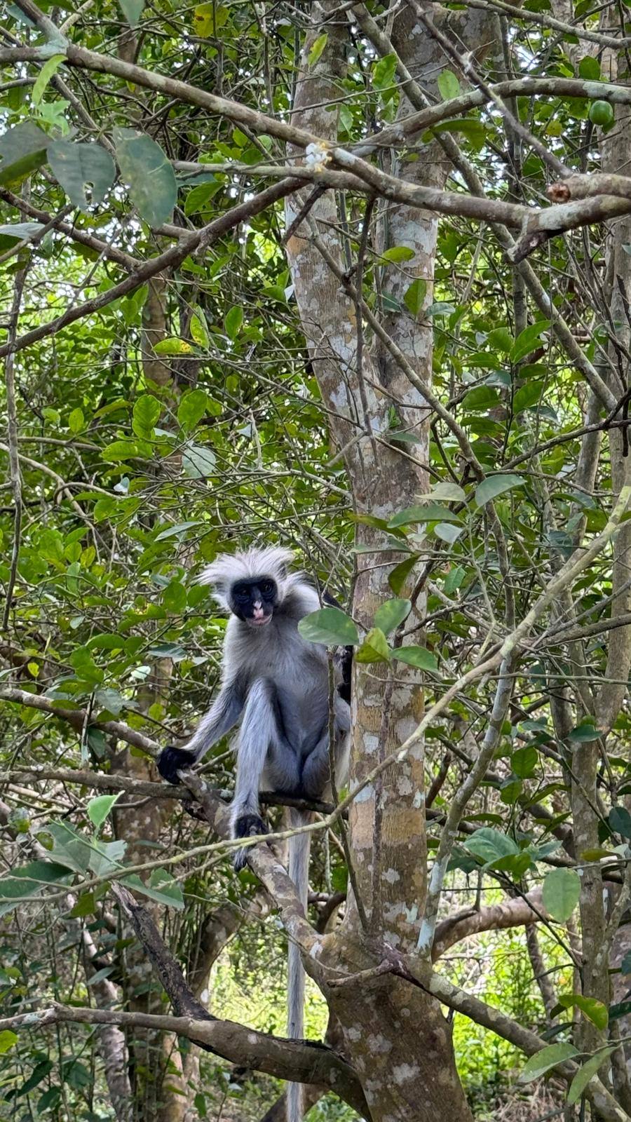 Jozani Red Colobus