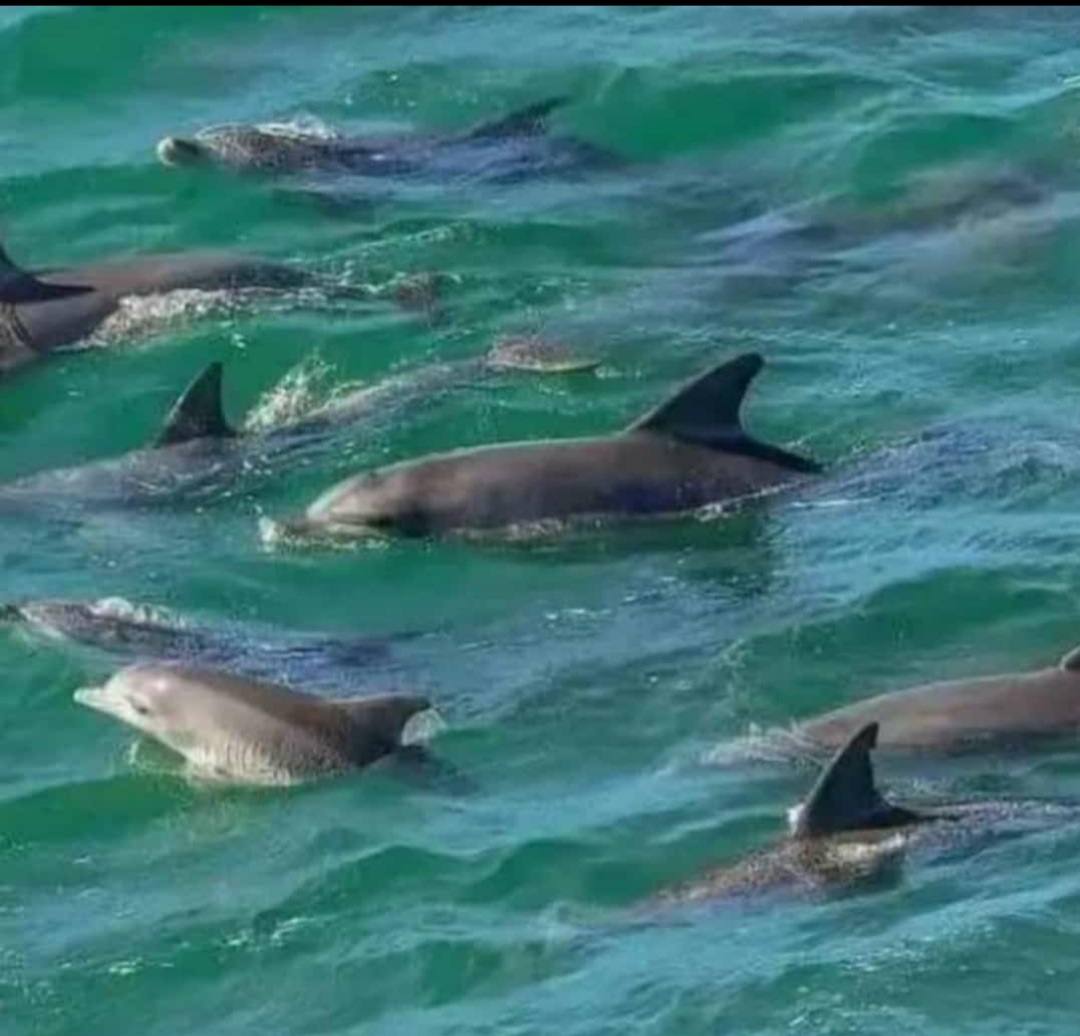 Mnemba Dolphins