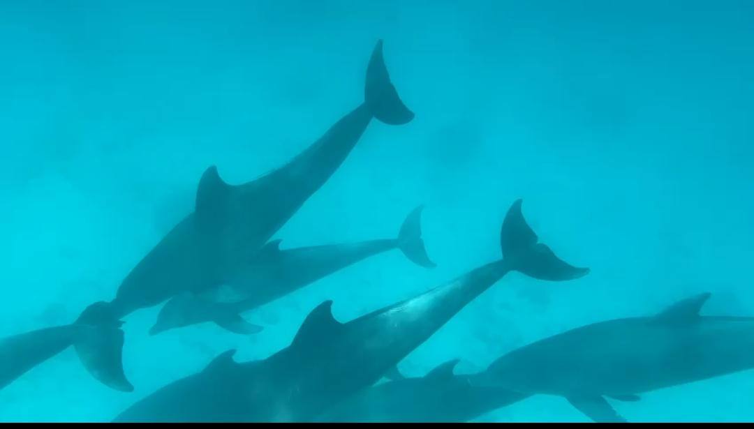 Mnemba Underwater