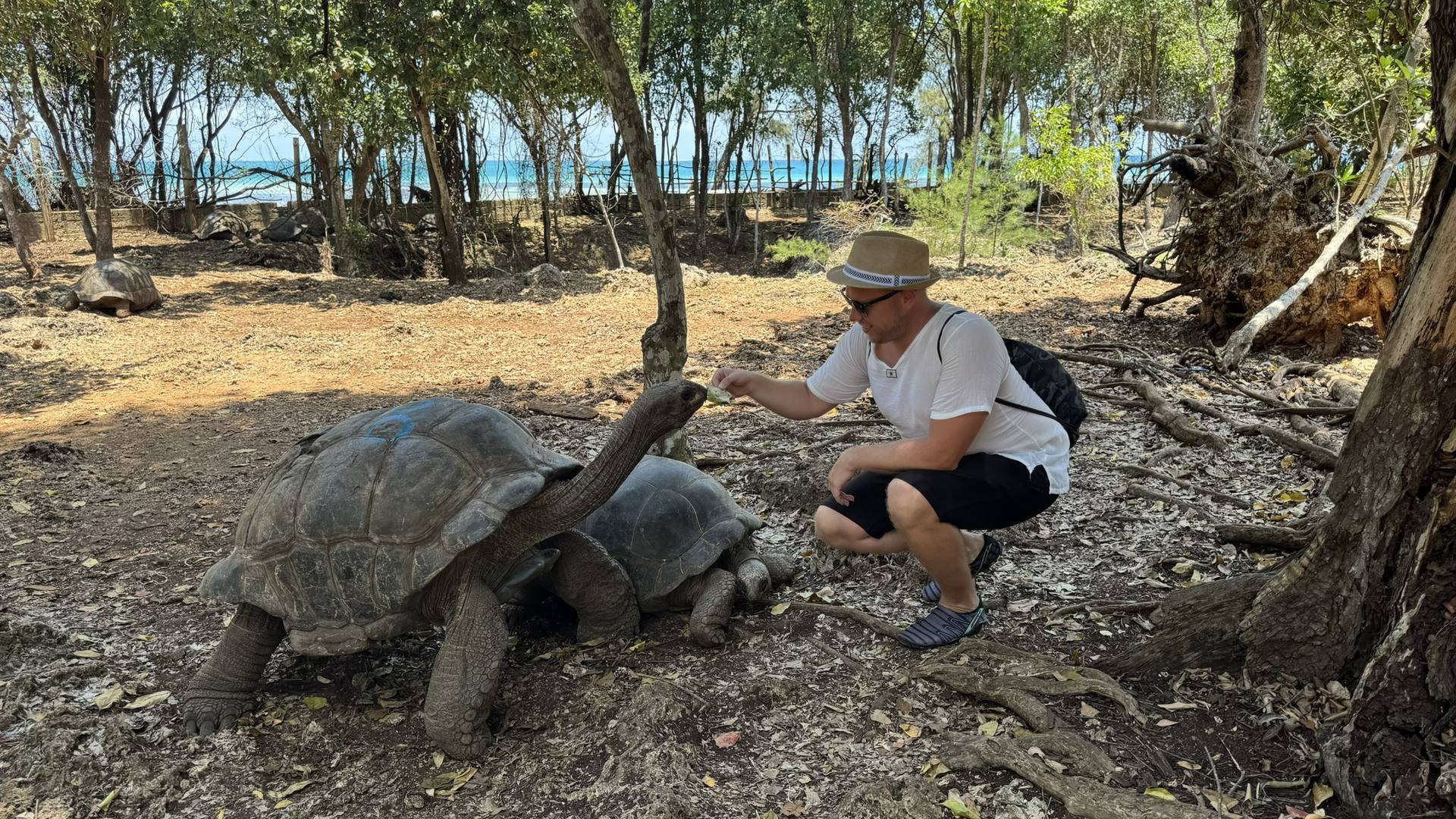 Prison Island Tortoises