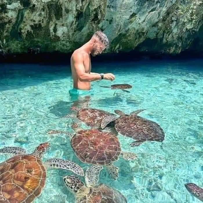 Swimming with Turtles