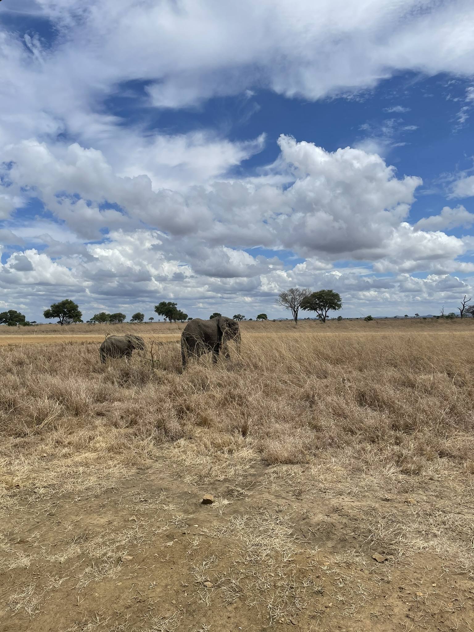 Safari Elephants