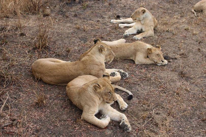Safari Lions